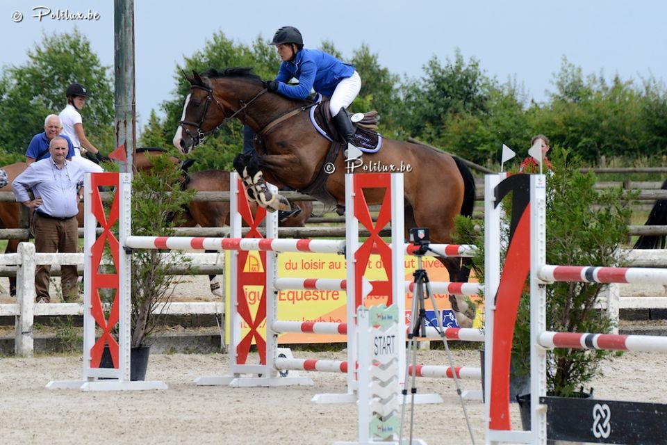 Eragon OM - Championnat des Jeunes Chevaux de Belgique 6 ans - Gesves 2016 - Polilux (c) Eragon OM - Championnat des Jeunes Chevaux de Belgique 6 ans - Gesves 2016 - Polilux (c)